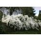 pearl bush (Exochorda × macrantha 'The Bride')