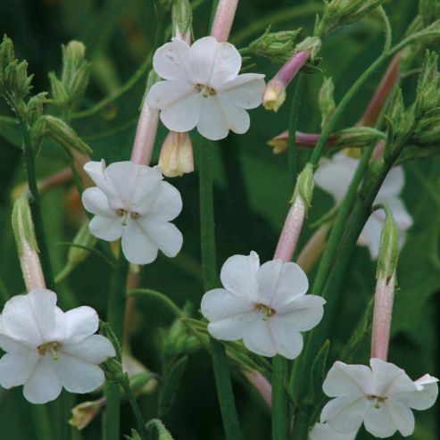 Image of Nicotiana Suaveolens - 1 Packet (100 Seeds)