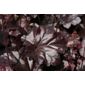 coral bells (Heuchera 'Obsidian (PBR)')