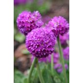 drumstick primrose (Primula denticulata)