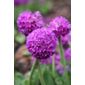 drumstick primrose (Primula denticulata)