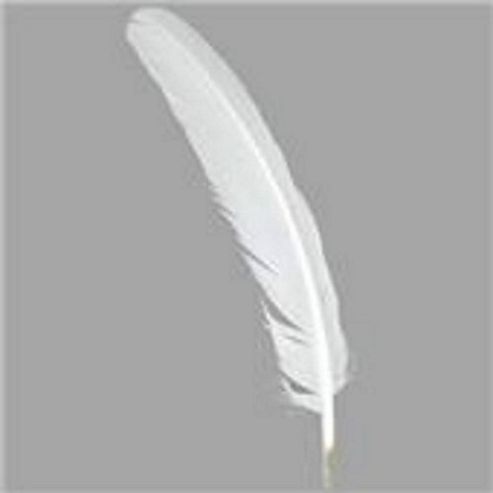 Image of Quill Feathers White 12 Pk