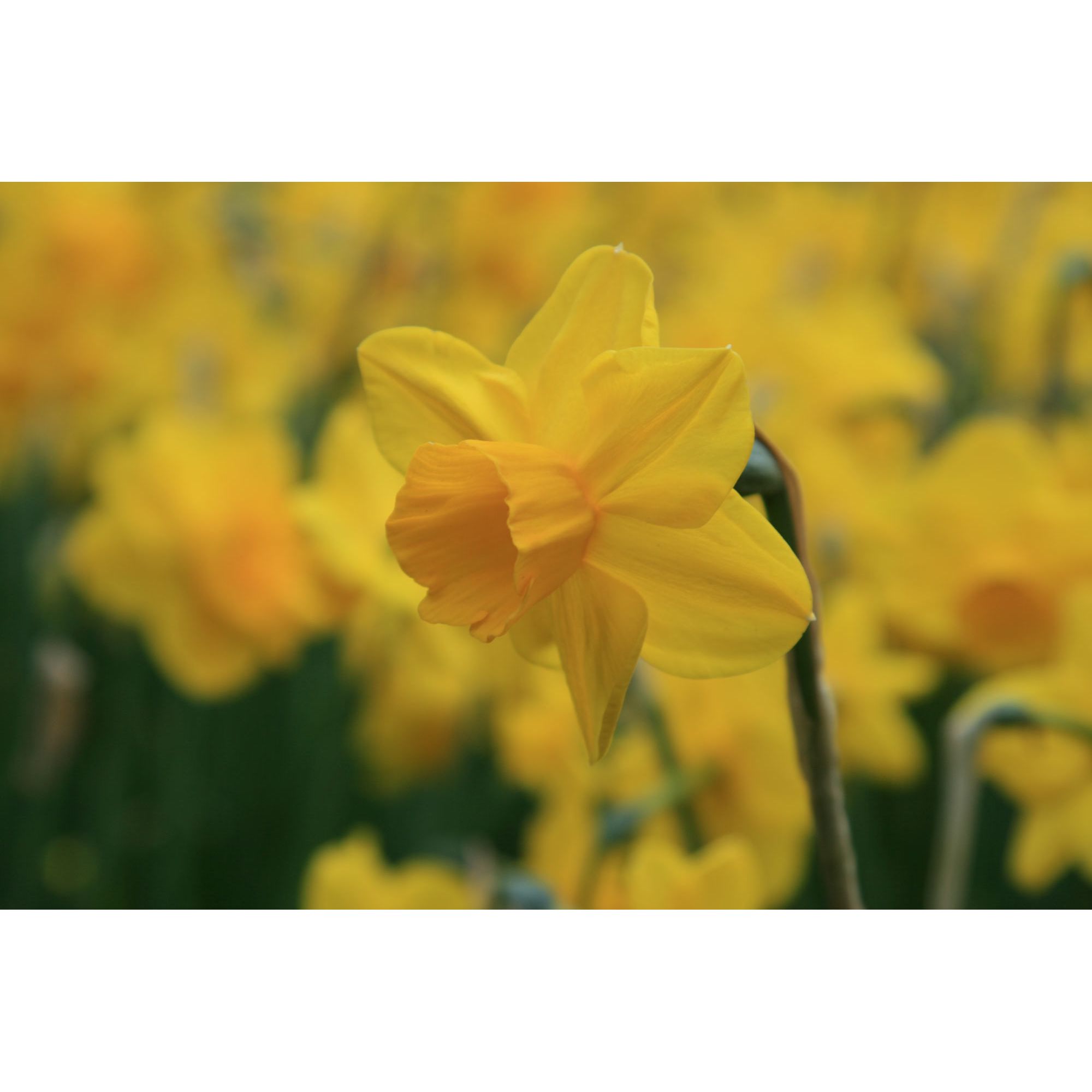 Trevithian Daffodil:Daffodil Bulbs