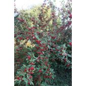 cotoneaster (Cotoneaster frigidus 'Cornubia')