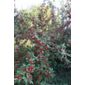 cotoneaster (Cotoneaster frigidus 'Cornubia')