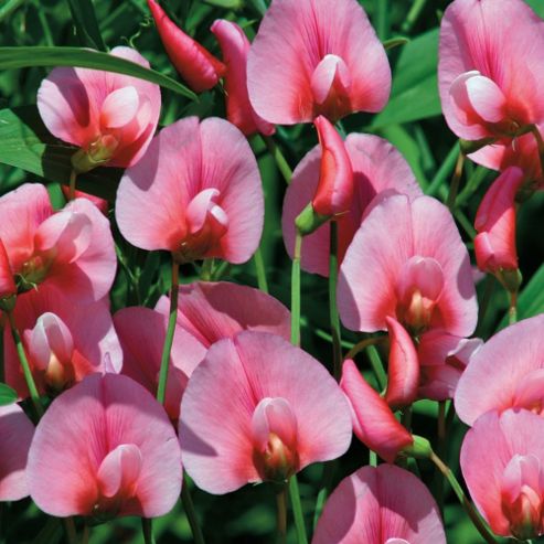 Image of Lathyrus Tingitanus 'rosea' - 1 Packet (30 Seeds)