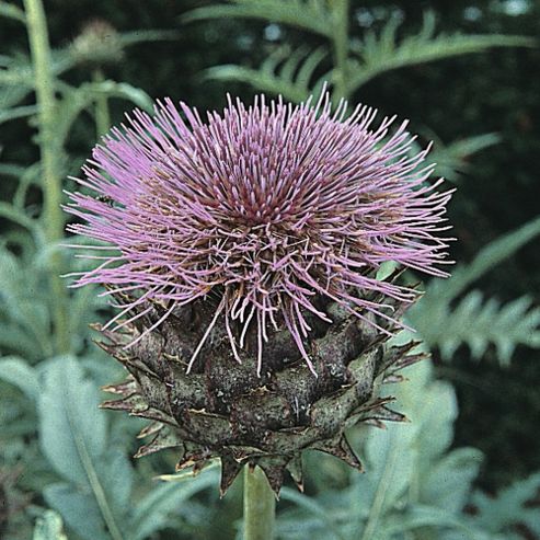 Image of Cynara Cardunculus - 1 Packet (18 Seeds)