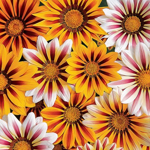 Image of Gazania 'tiger Stripes Mixed' - 1 Packet (20 Seeds)