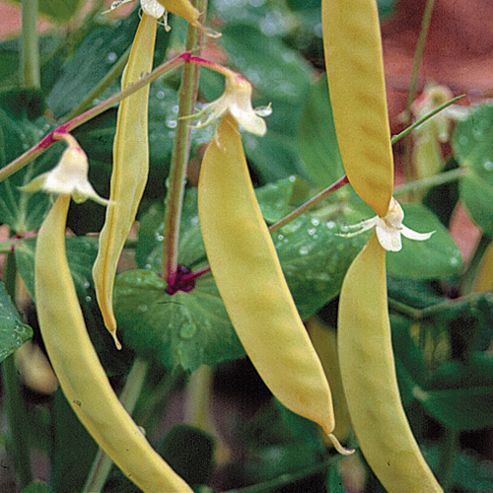 Image of Pea 'golden Sweet' (mangetout) - 1 Packet (100 Pea Seeds)