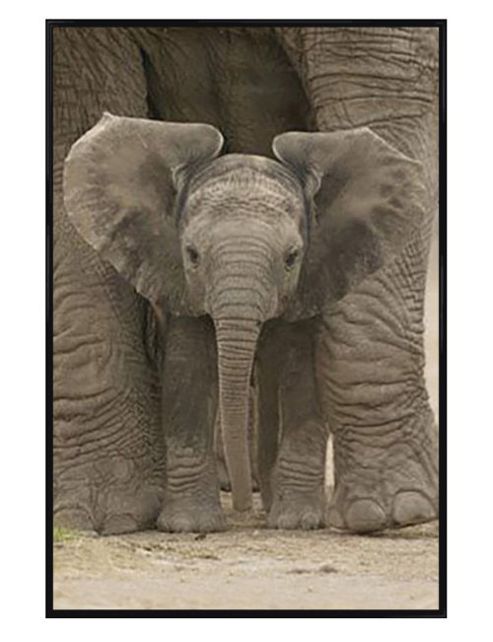 Image of Elephants Gloss Black Framed Elephant Calf Protected By Mother Poster