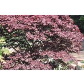 Japanese maple (Acer palmatum 'Bloodgood')