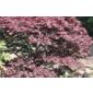 Japanese maple (Acer palmatum 'Bloodgood')