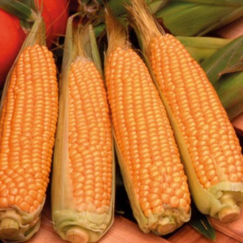 Image of Sweetcorn 'rising Sun' F1 Hybrid (supersweet) - 1 Packet (30 Sweetcorn Seeds)