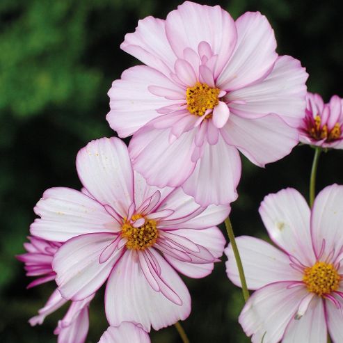 Image of Cosmos Bipinnatus 'sweet Sixteen' - 1 Packet (70 Seeds)