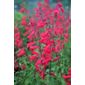 beard tongue (syn. Garnet) (Penstemon 'Andenken an Friedrich Hahn')