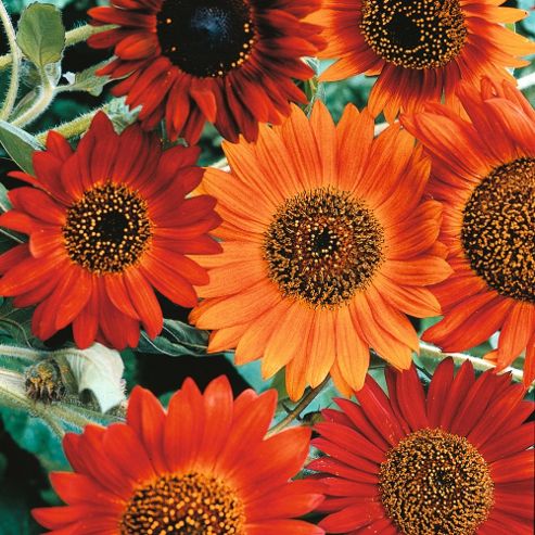 Image of Sunflower 'earth Walker' - 1 Packet (30 Seeds)