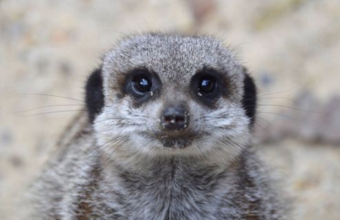 Image of Meet The Meerkats Experience