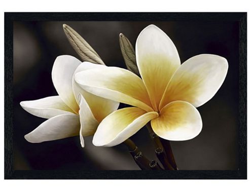 Image of Black Wooden Framed Frangipani Poster