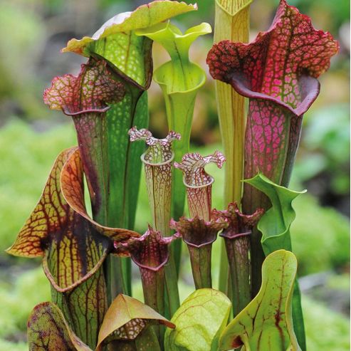 Image of Sarracenia Species 'new Hybrids Mixed' - 1 Packet (15 Seeds)
