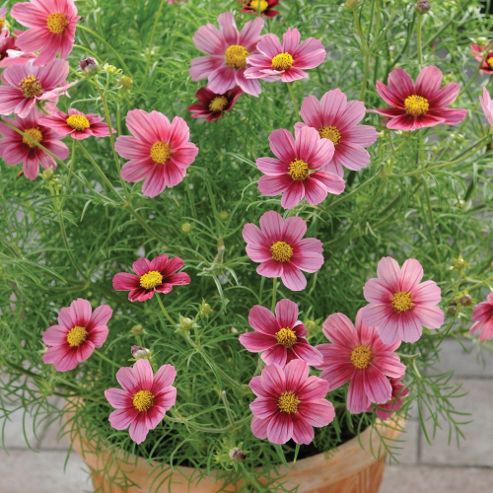 Image of Cosmos Bipinnatus 'antiquity' - 1 Packet (30 Seeds)
