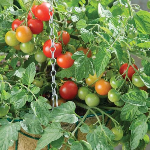Image of Tomato 'terenzo' F1 Hybrid - 1 Packet (6 Tomato Seeds)