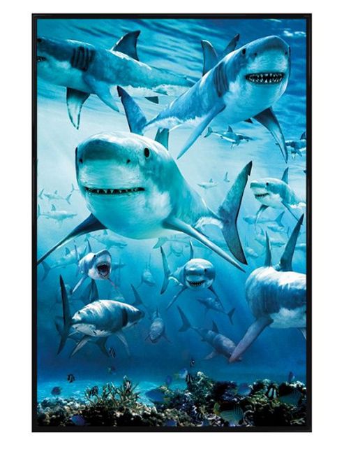 Image of Gloss Black Framed Shark Infested Waters Poster