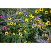 Black-eyed Susan (Rudbeckia fulgida var. deamii)