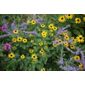 Black-eyed Susan (Rudbeckia fulgida var. deamii)