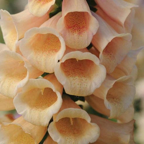 Image of Foxglove 'dalmatian Peach' F1 Hybrid - 1 Packet (12 Seeds)