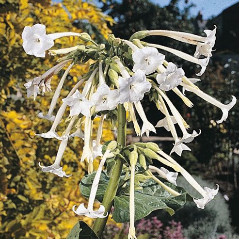 Image of Nicotiana Sylvestris - 1 Packet (2000 Seeds)