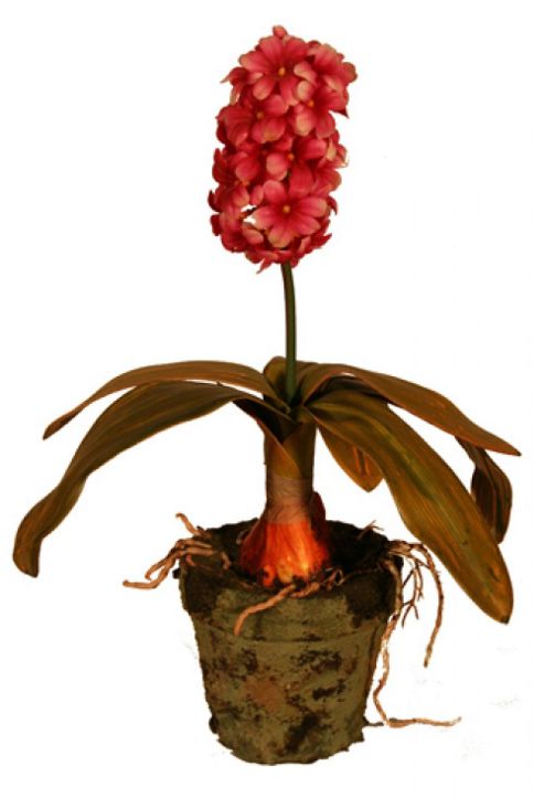 Image of Large Red Hyacinth