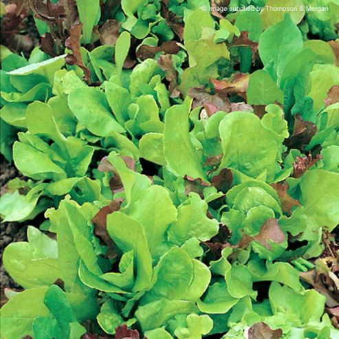 Image of Salad Leaves Mixture 'misticanza D'insalate' - Vita Sementi&reg; Italian Seeds - 1 Packet (6000 Salad Seeds)