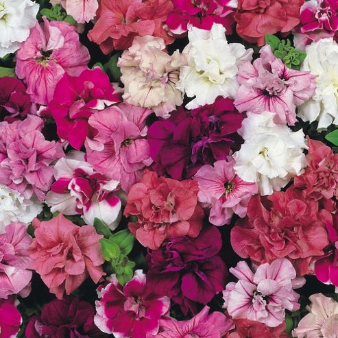 Image of Petunia X Hybrida 'duo Mixed' F1 Hybrid - 1 Packet (30 Seeds)