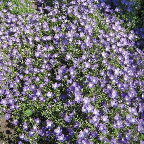Image of Legousia Pentagonia 'looking Glass' - 1 Packet (400 Seeds)