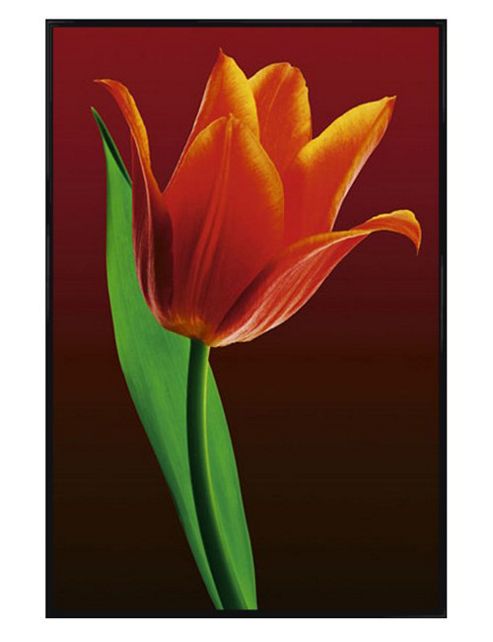 Image of Gloss Black Framed Tulip On Red Poster