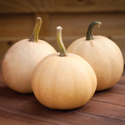 Image of Squash 'buffy Ball' F1 Hybrid (winter) - 1 Packet (6 Squash Seeds)