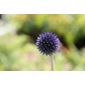 small globe thistle (Echinops ritro 'Veitch's Blue')