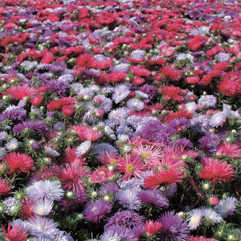 Image of Aster 'starlight Mixed' - 1 Packet (150 Seeds)