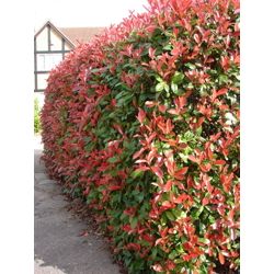 photinia (Photinia × fraseri 'Red Robin')