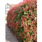 photinia (Photinia × fraseri 'Red Robin')