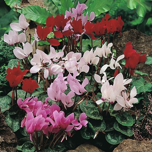 Image of Cyclamen Persicum Grandiflorum 'scentsation Mixed' - 1 Packet (10 Seeds)