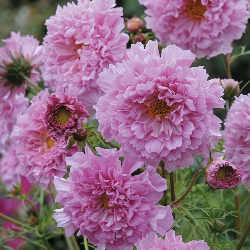 Image of Cosmos Bipinnatus 'double Click Rose Bonbon' - 1 Packet (40 Seeds)
