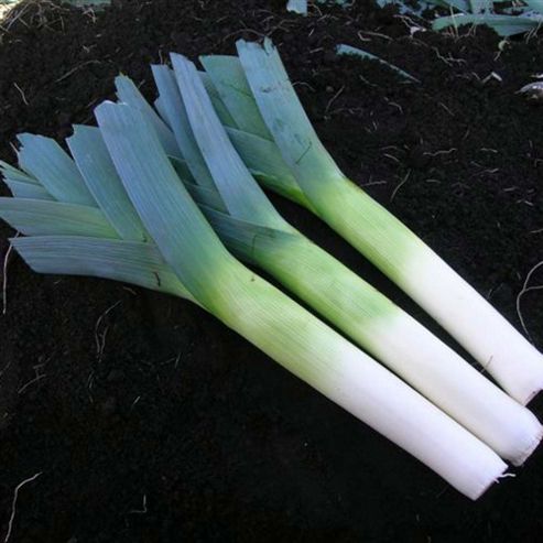 Image of Leek 'below-zero' F1 Hybrid - 1 Packet (50 Leek Seeds)