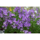 milky bellflower (Campanula lactiflora 'Pritchard's Variety')
