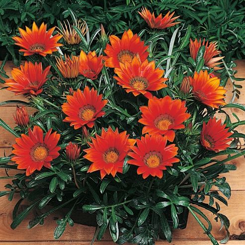 Image of Gazania 'kiss Bronze' F1 Hybrid - 1 Packet (20 Seeds)