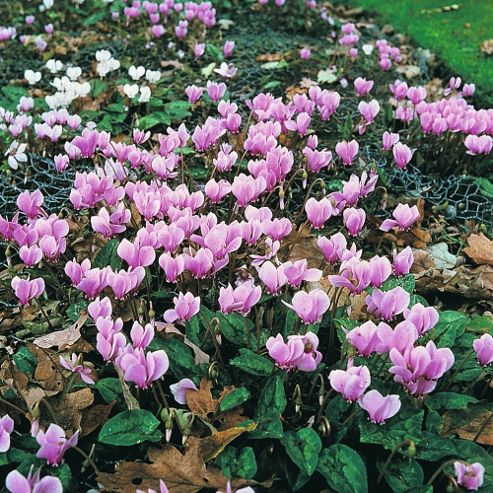 Image of Cyclamen 'all-the-year-round Flowering Mixed' - 1 Packet (16 Seeds)