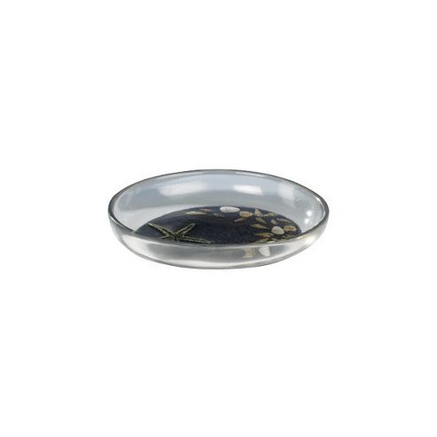 Image of Sanwood Nachtmeer Soap Dish In Transparent