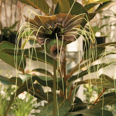 Image of Tacca Chantrieri 'green Isle' - 1 Packet (15 Seeds)