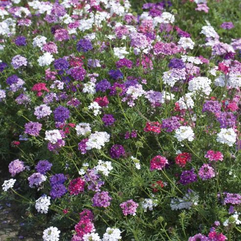 Image of Verbena Tenuisecta 'desert Jewels Mixed' - 1 Packet (35 Seeds)