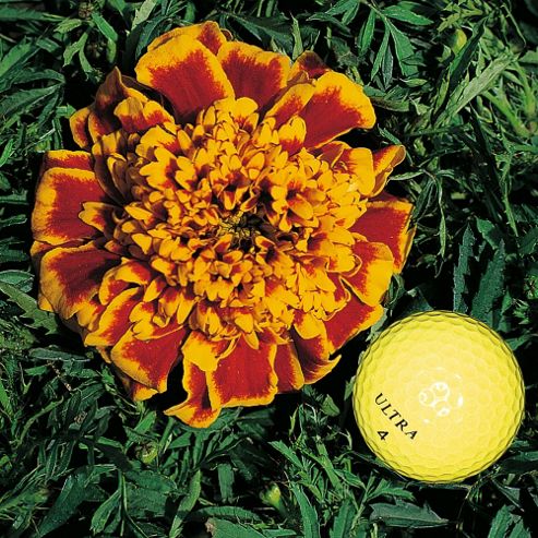 Image of Marigold 'colossus' - 1 Packet (200 Seeds)